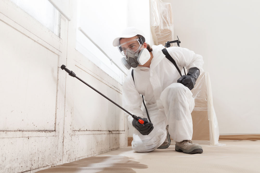 mold remediation specialists