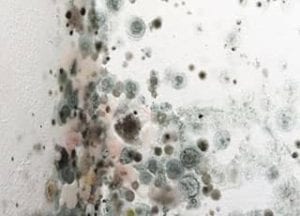 mold damage restoration