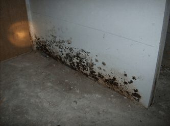 Mold-Damage-Repair